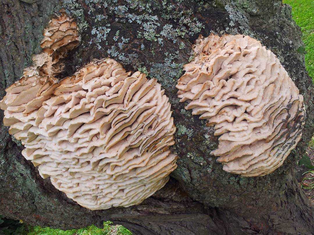 Климакодон северный — описание гриба, где растет, похожие виды, фото