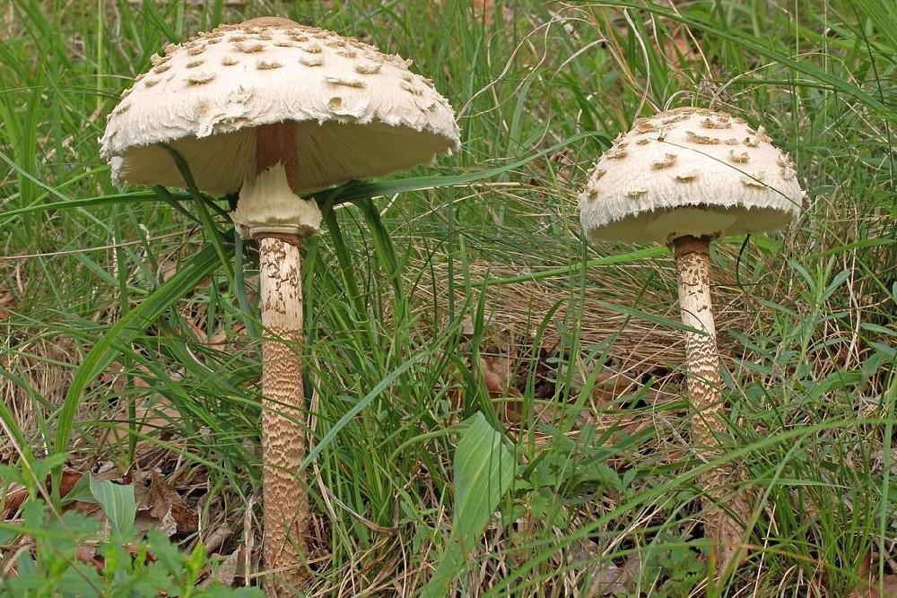 Зонт-гриб высокий