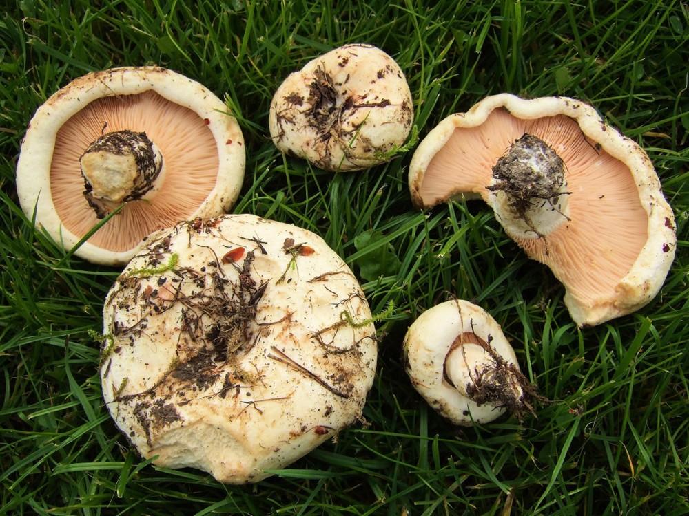 Топольовый гриб
