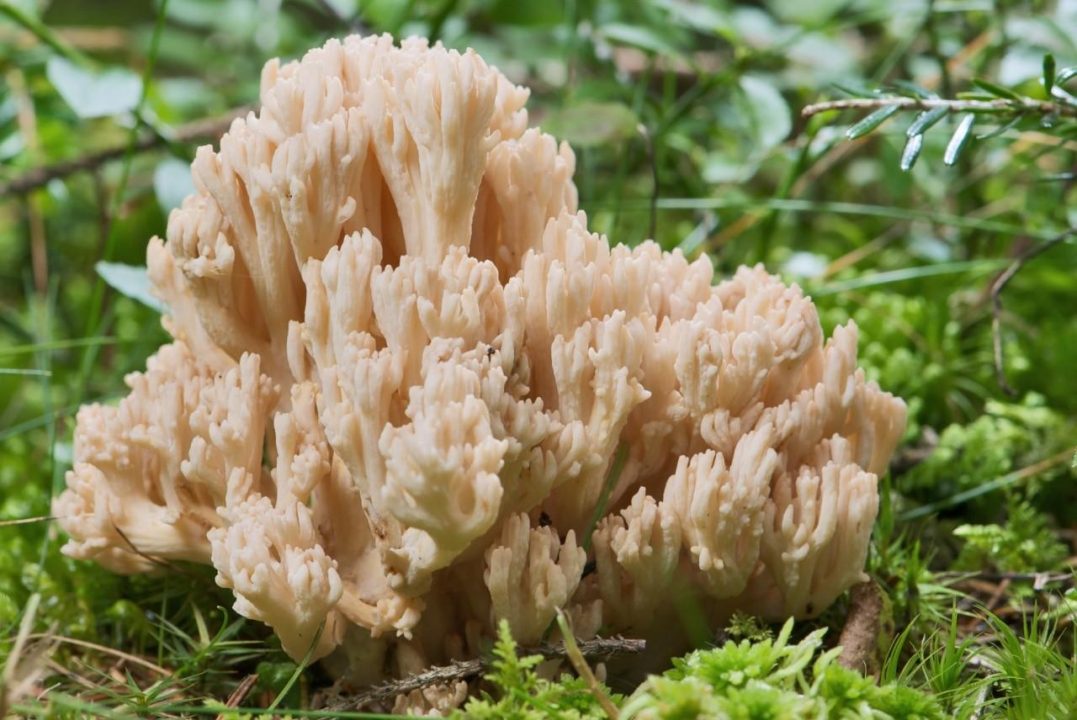 Коралловый гриб красивый