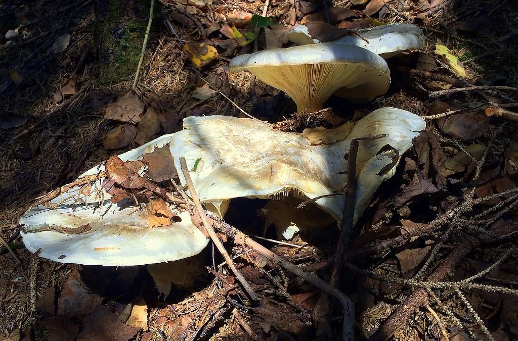 Где собирают грибы в Приморском крае