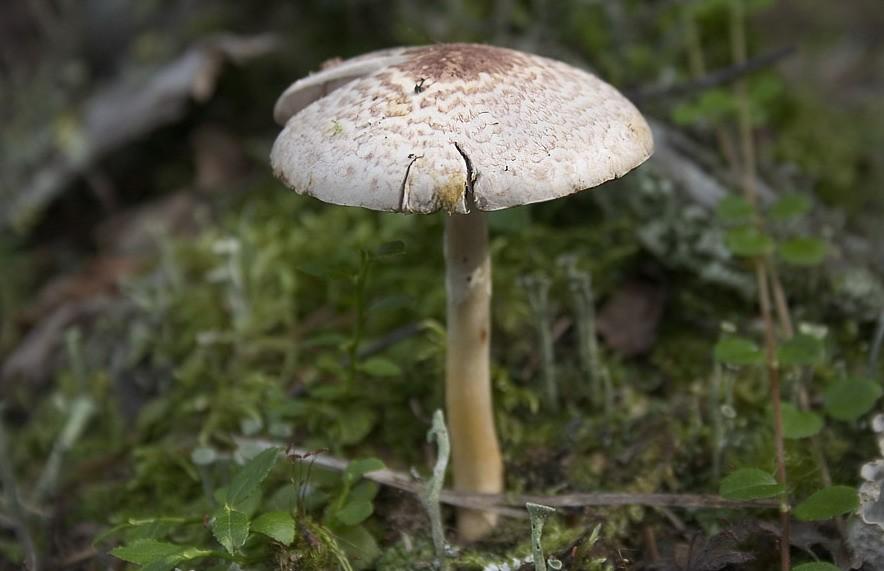 Ядовитые грибы Приморского края — фото и описание