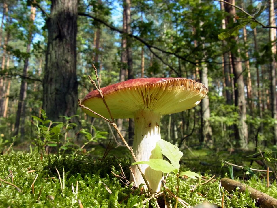 Сыроежка: описание гриба, где растет, виды, съедобность, фото в лесу