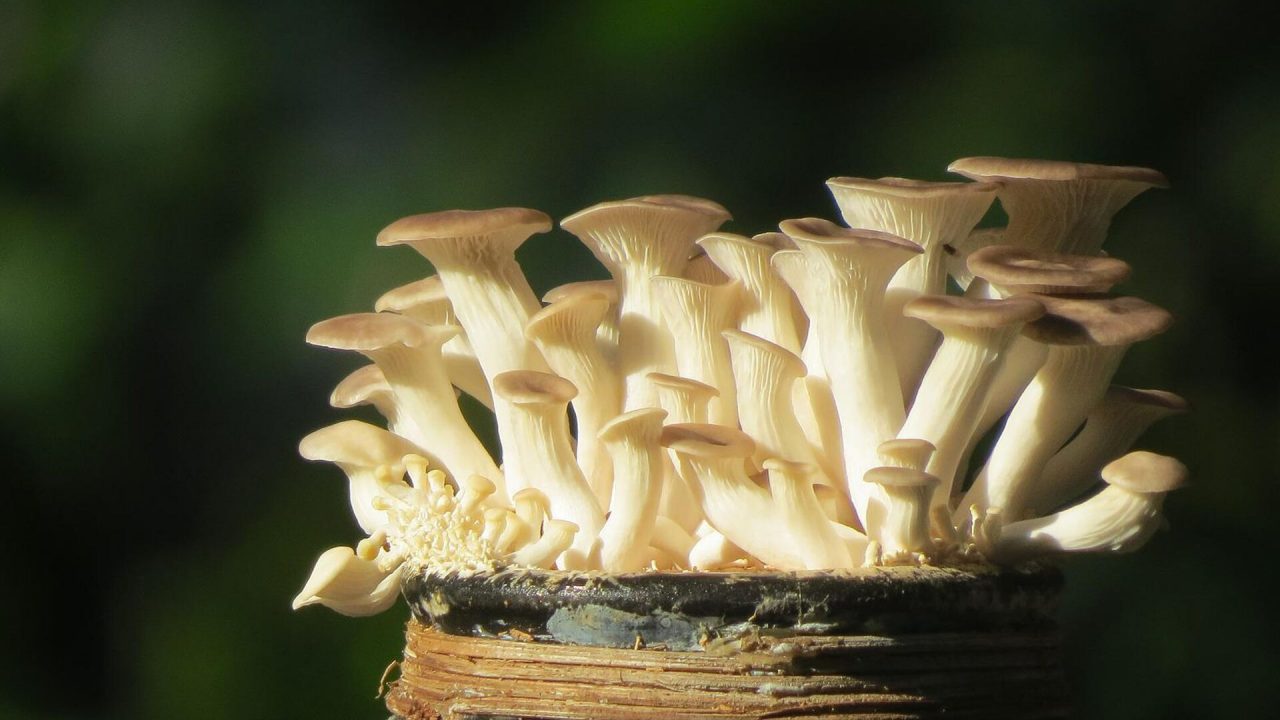 вешенка: описание гриба, виды, как выглядит, выращивание и фото