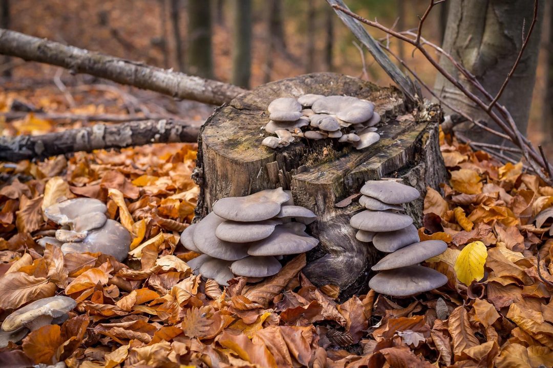 вешенка: описание гриба, виды, как выглядит, выращивание и фото