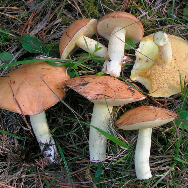 Какие грибы растут в Белгородской области