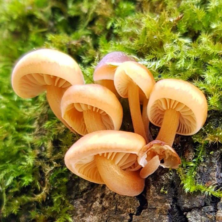 Ложная жимолость серно-желтая ядовитая — описание гриба, фото