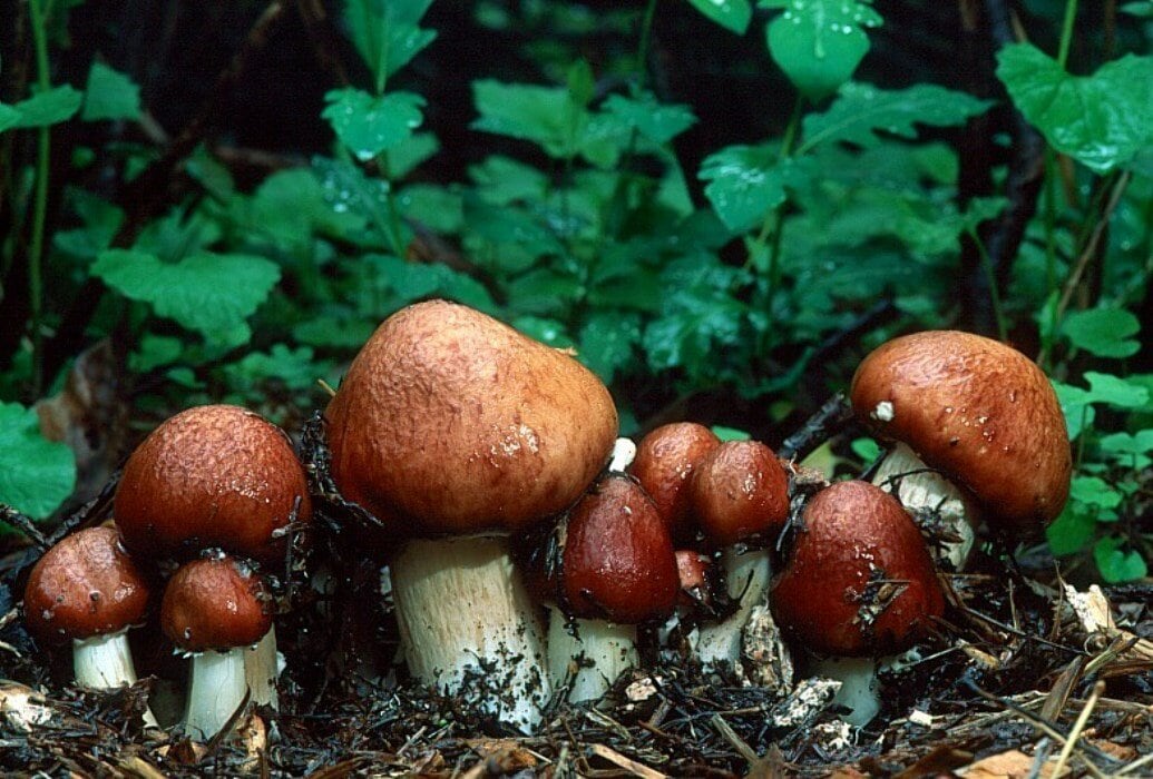 27 интересных фактов о грибах