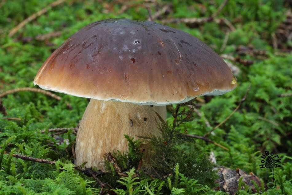 Съедобные грибы в Омской области