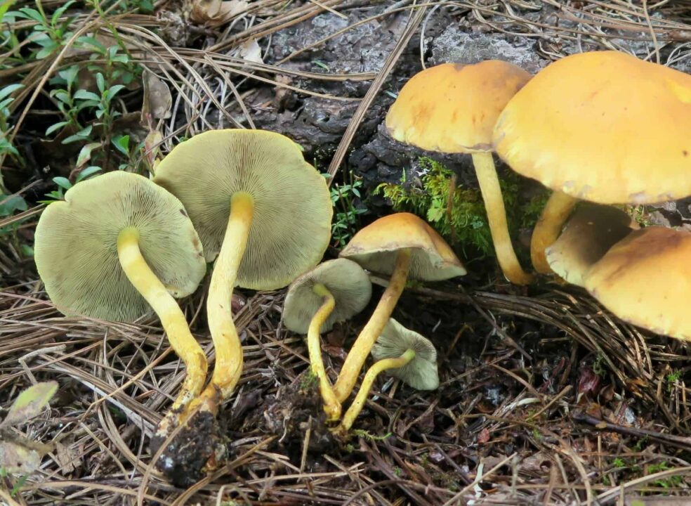 Ложнопенистая сера желтая (Hypholoma fasciculare): фото, описание и отличие от других грибов