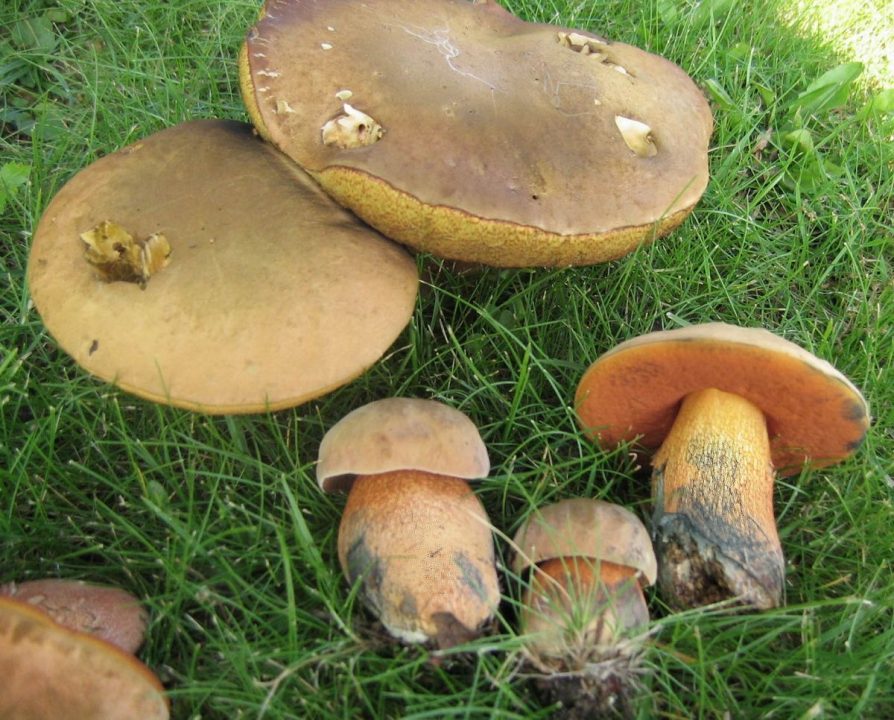 Дуб обыкновенный (Boletus luridus) | Огородные грибы, Лесные грибы, Грибы