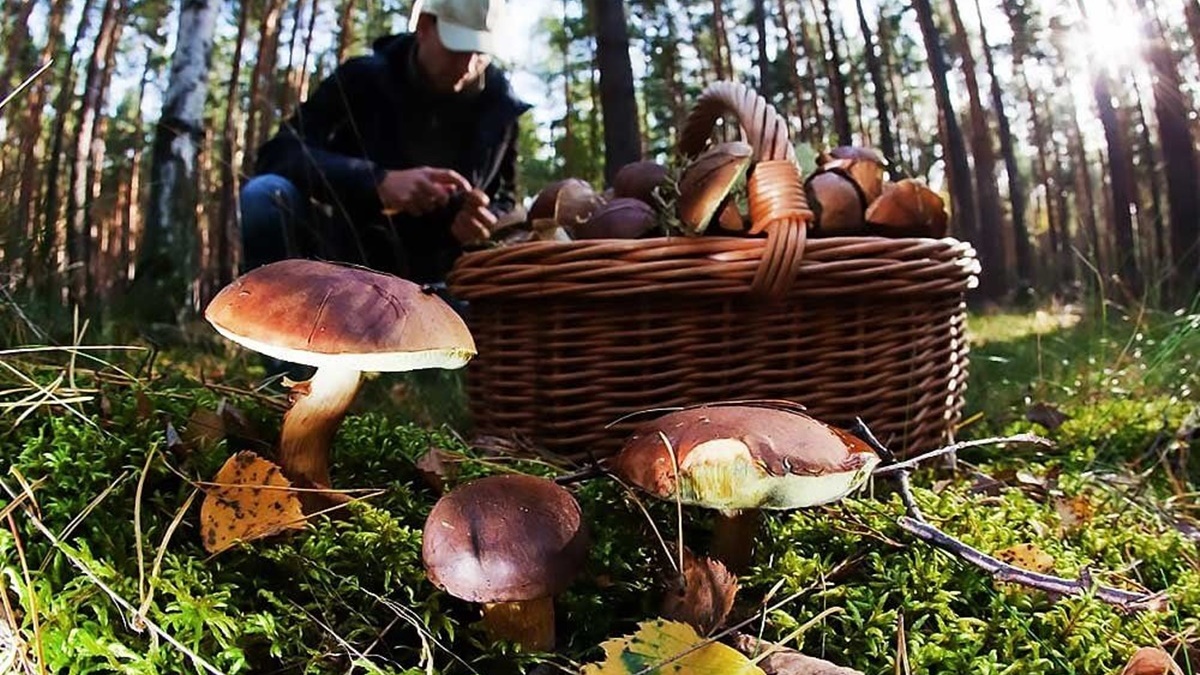 В Черновицкой области грибами отравились пять человек, в том числе двое детей