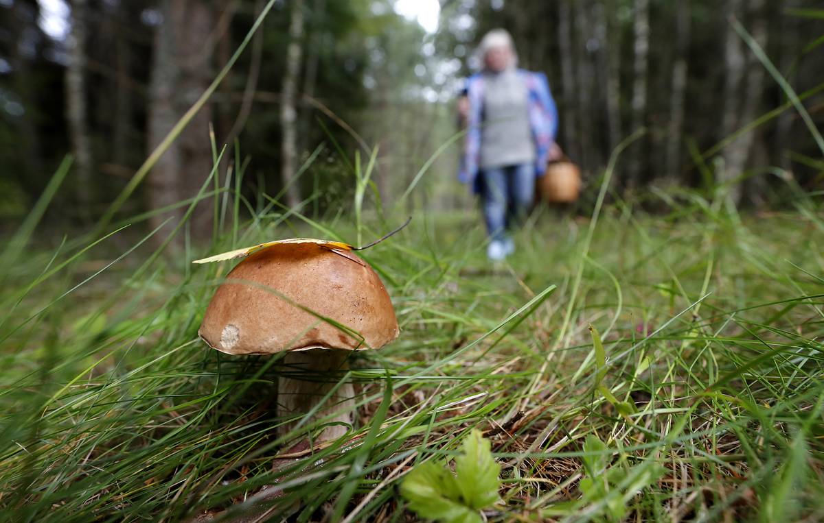 В Минприроды опровергли информацию об ужесточении правил сбора грибов и ягод — ТАСС