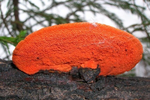 Трутовик: описание гриба, ядовитый или съедобный вид, где растет?