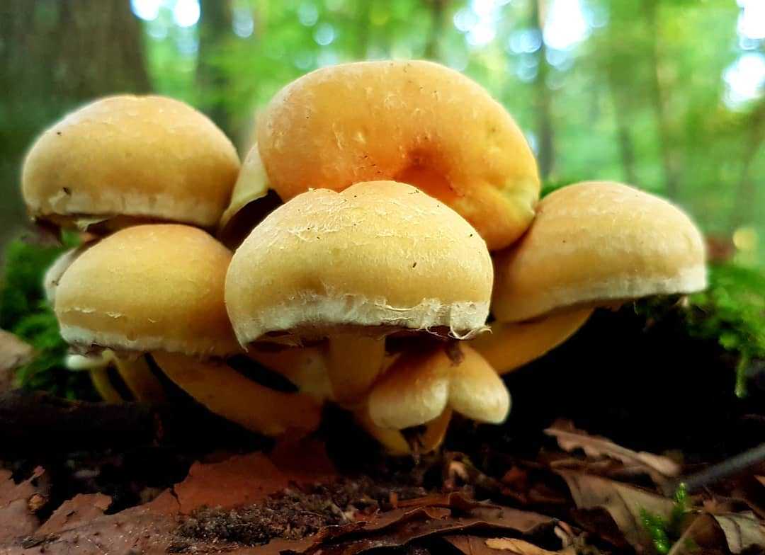 Ложная жимолость серно-желтая ядовитая — описание гриба, фото