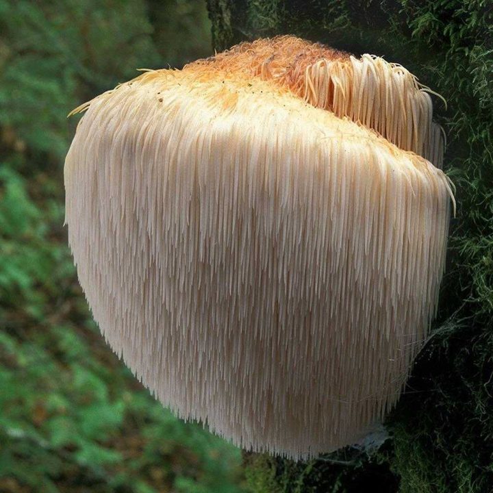 Ежик гребенчатый — описание гриба, где растет, похожие виды, фото