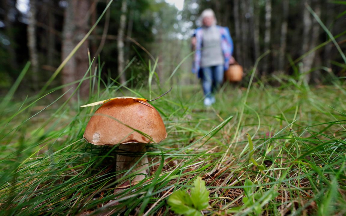 Где собирать грибы в Боровом, грибные места под Щучинском и Боровым