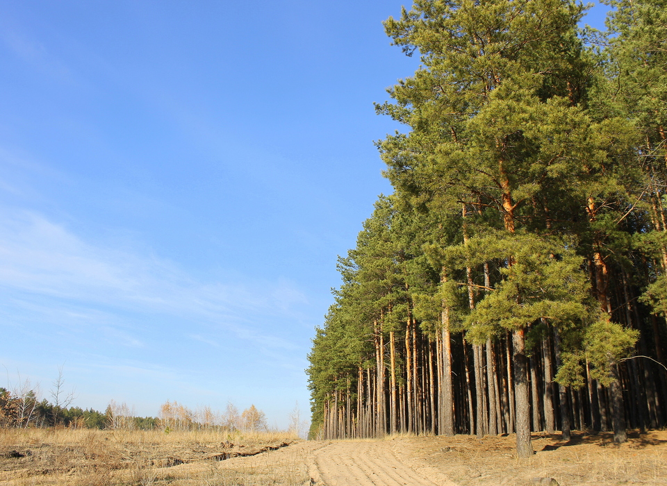 В Волгоградской области с 10 июня ограничивают посещение лесов - Общество - новости на канале MTV