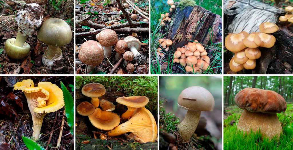 Съедобные и несъедобные грибы: основные отличия благородных сортов от их ядовитых собратьев