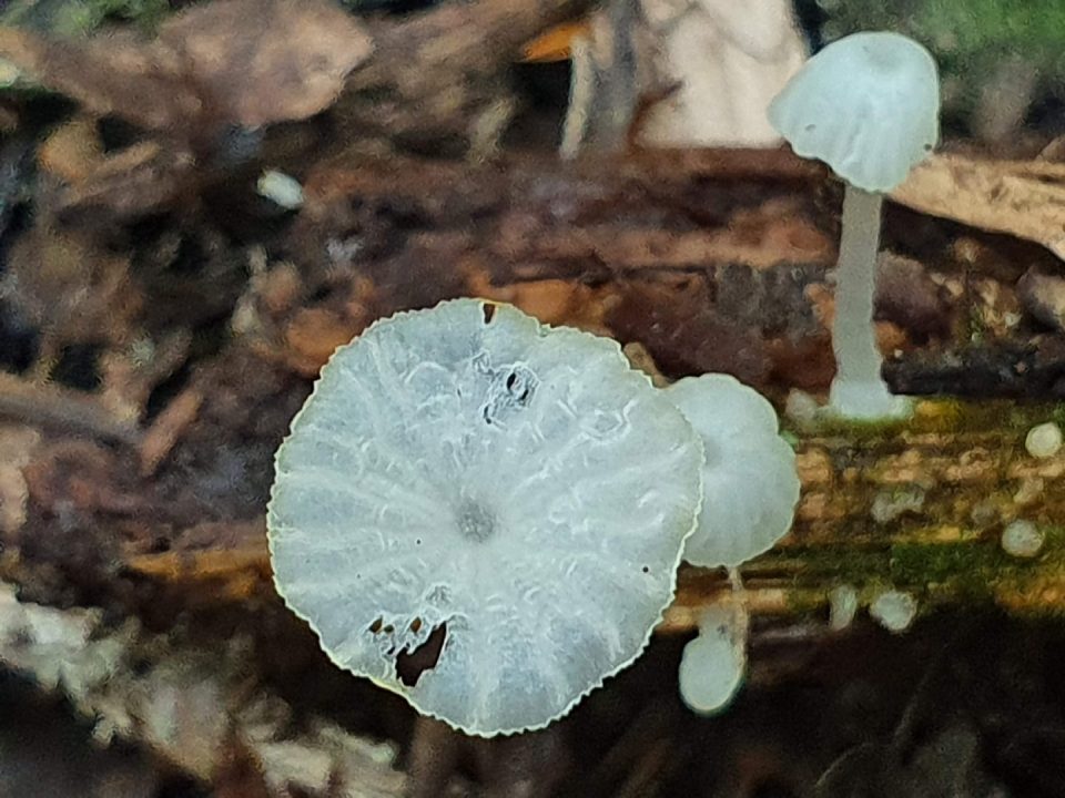 Листовой гриб (Marasmius epiphyllus) - Изображение гриба