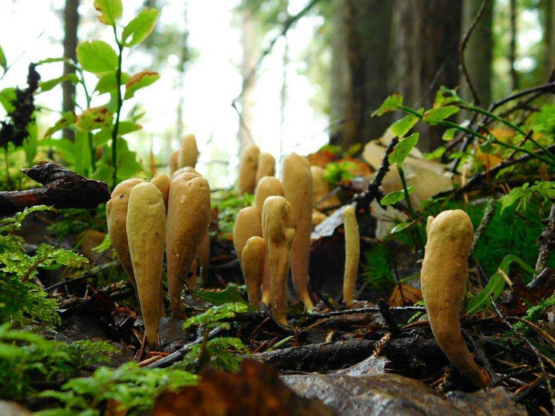 Пестичный рогоз — описание гриба, где растет, похожие виды, фото