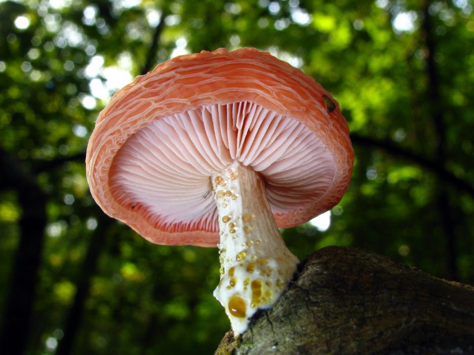 Rhodotus palmatus - Изображение гриба