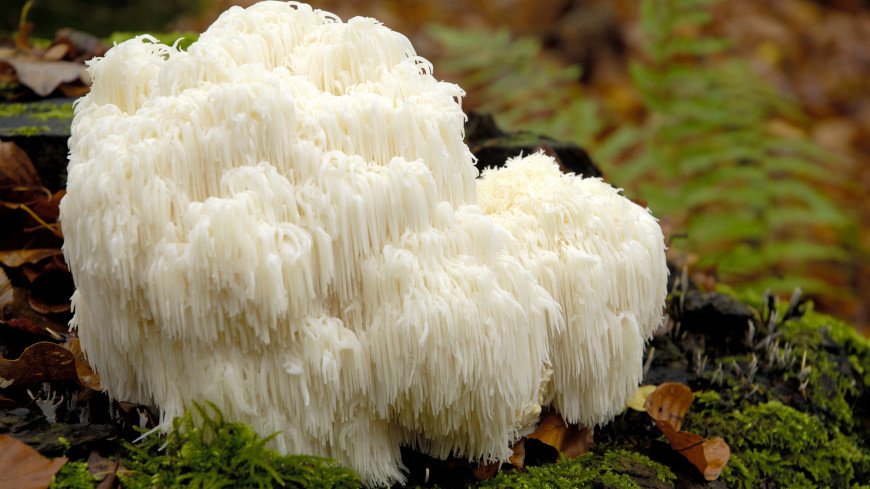 Hericium erinaceus и еще 9 удивительных съедобных грибов, которые растут в России
