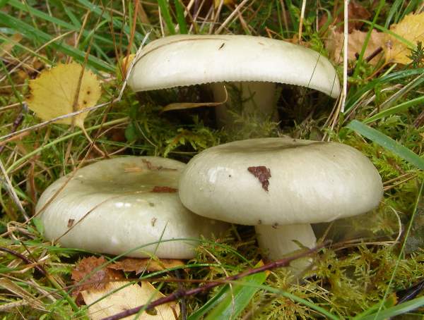 Белый гриб под каким деревом можно найти