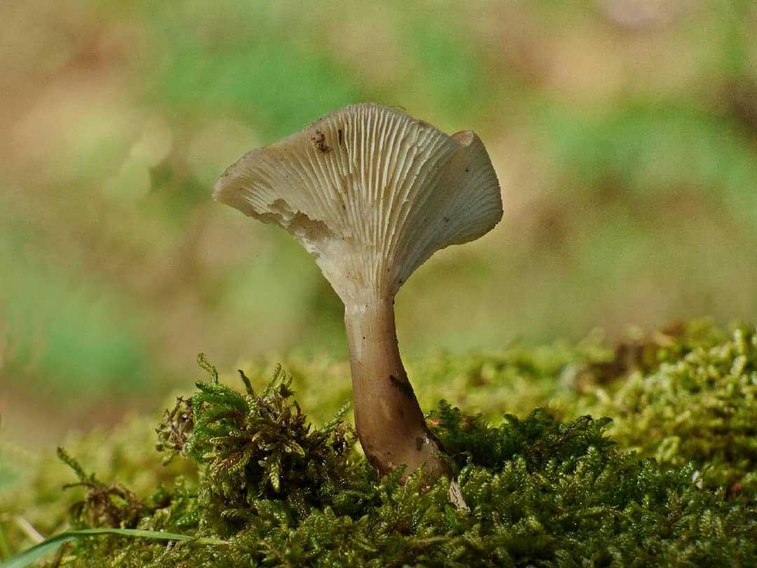Воронкообразный или обонятельный диктор (Clitocybe gibba): фото, описание, съедобность, как сделать гриб в виде воронки