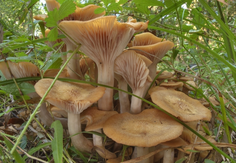 Как отличить поддельные грибы от настоящих, как они выглядят