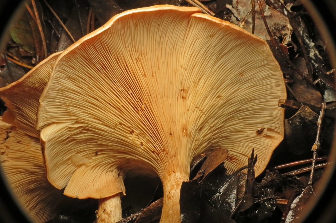 Говорушка буро-жёлтая (Paralepista gilva) - Picture Mushroom
