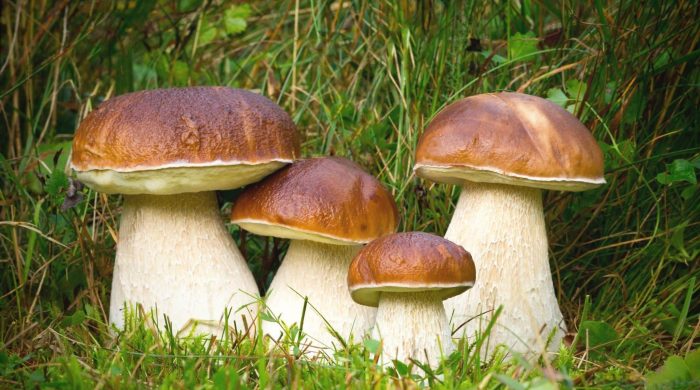 Cколько можно хранить свежие грибы без обработки