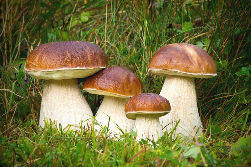 День белых грибов