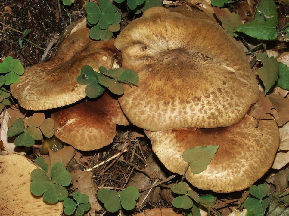 Вепревые грибы: описание, сорта, съедобные или нет