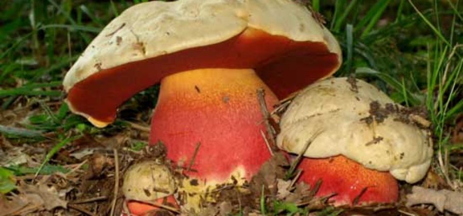 Можно ли есть сатанинские грибы?