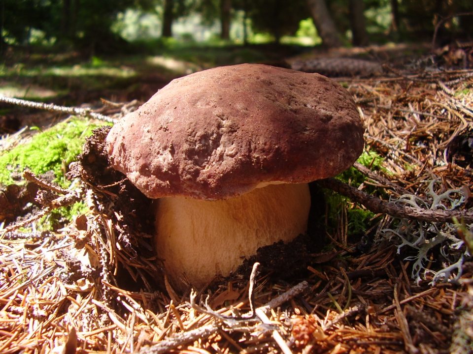 Сосна белая грибная — Википедия