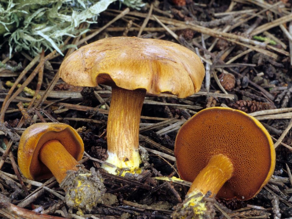 Перечный гриб (Chalciporus piperatus) фото и описание