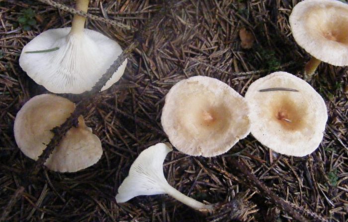 Как выглядит гриб рюмочка