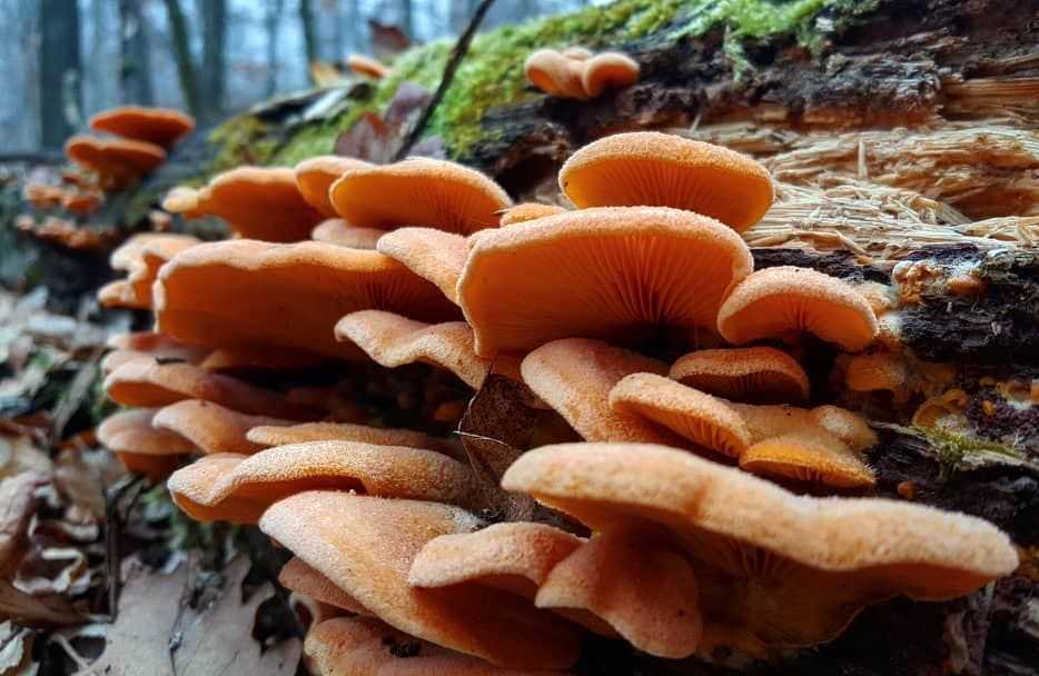 Вешенка оранжевая — описание гриба, где растет, похожие виды, фото
