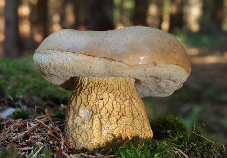Желчный гриб, ложный каменный гриб, горчичник - описание, отличия, фото