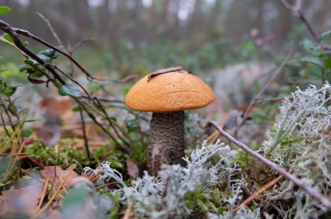 Особенности сбора грибов в Архангельской области