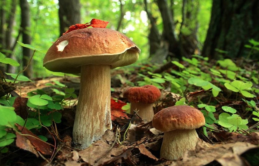 Скоро грибной сезон: как собраться в лес и вернуться с полной корзиной