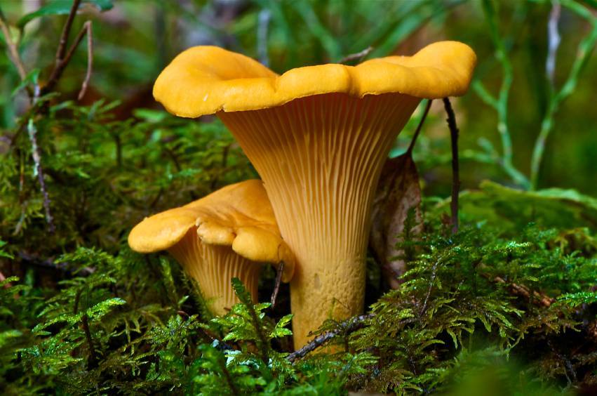 Лисички (грибы) - описание, виды, где растут, характеристика, фото.