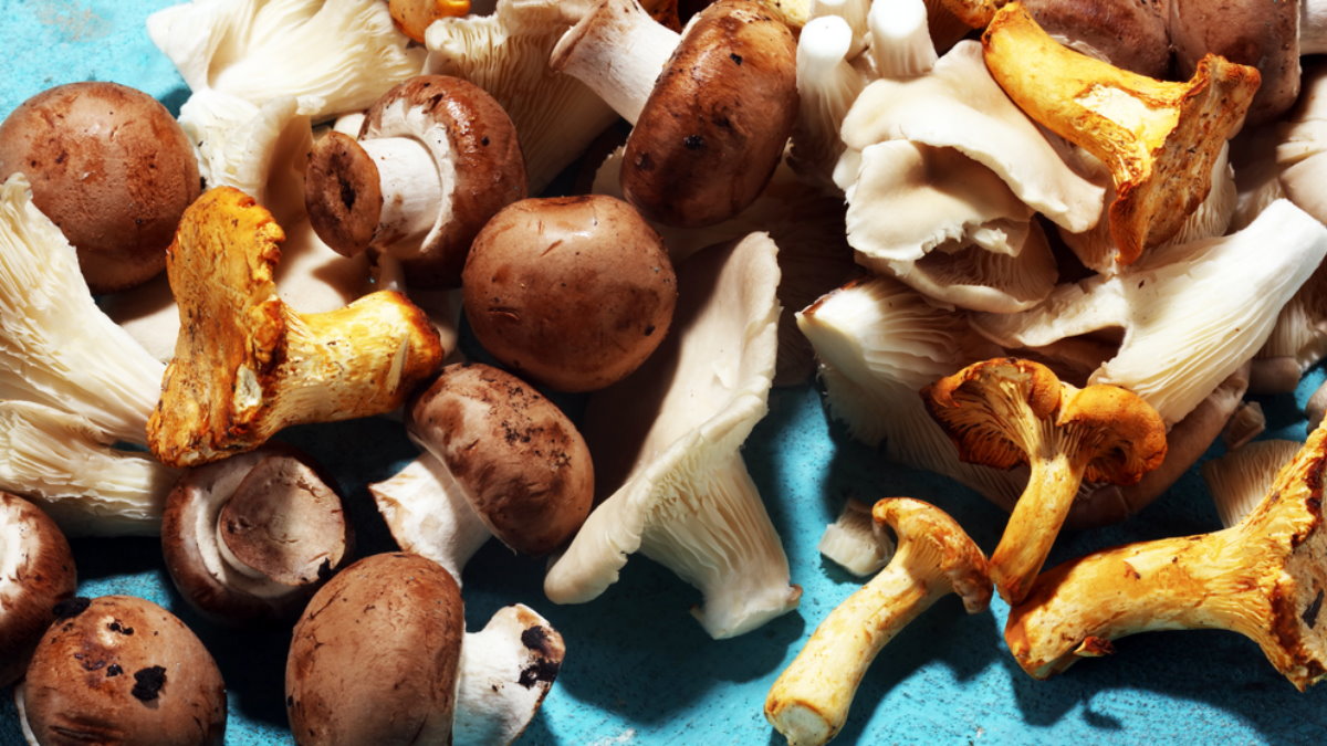 Как собирать грибы: 10 советов лесника