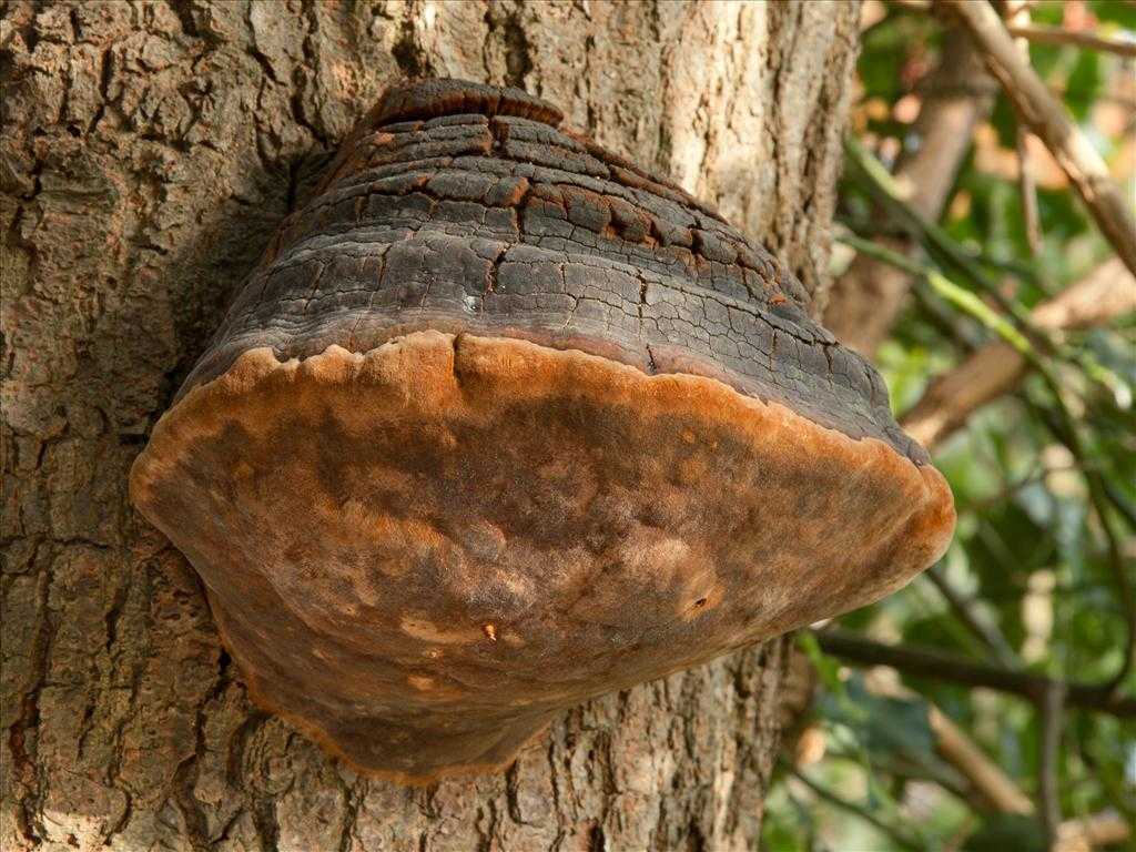 Трутовик дубовый — описание гриба, где растет, похожие виды, фото