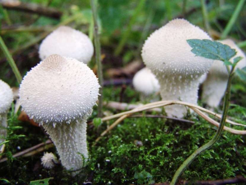 Гриб дождевик — 75 фото грибов с тельцами закрытого строения