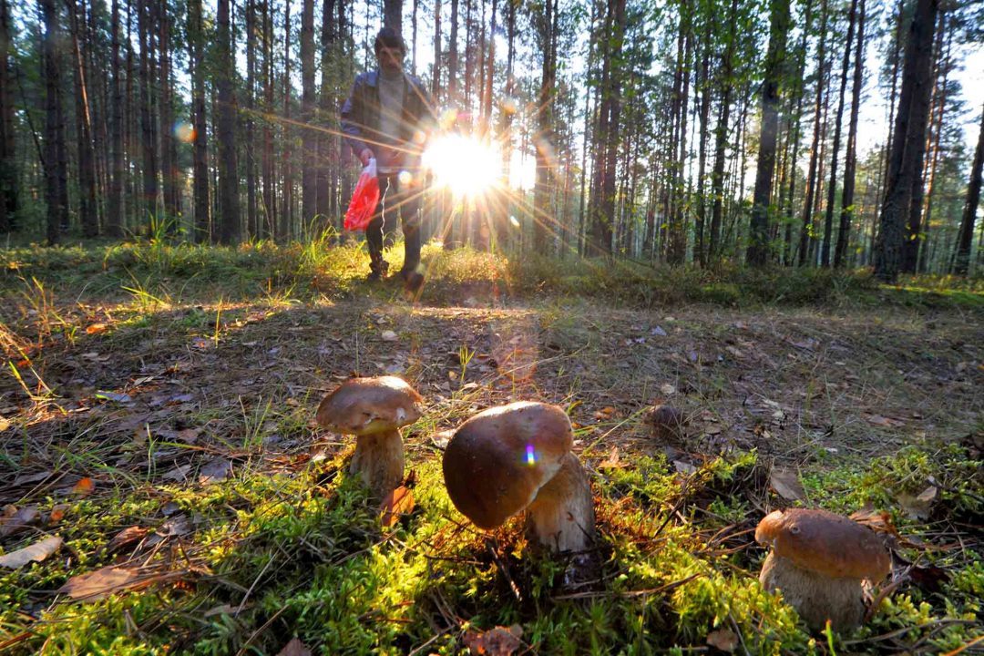 Грибные локации Краснодарского края на карте 2022 года: где лучше собирать грибы
