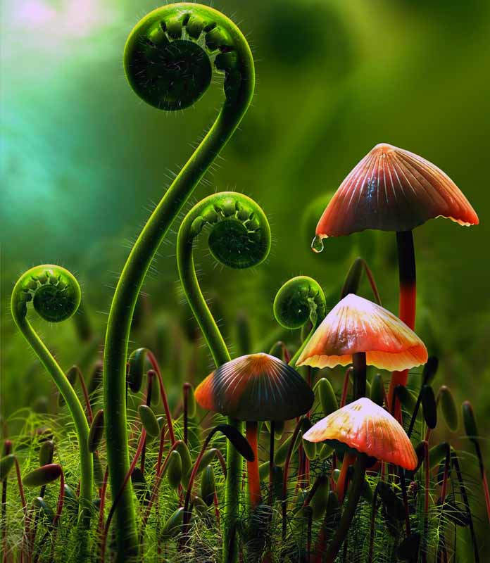 Самые удивительные факты о грибах: древние, крепкие, опасные