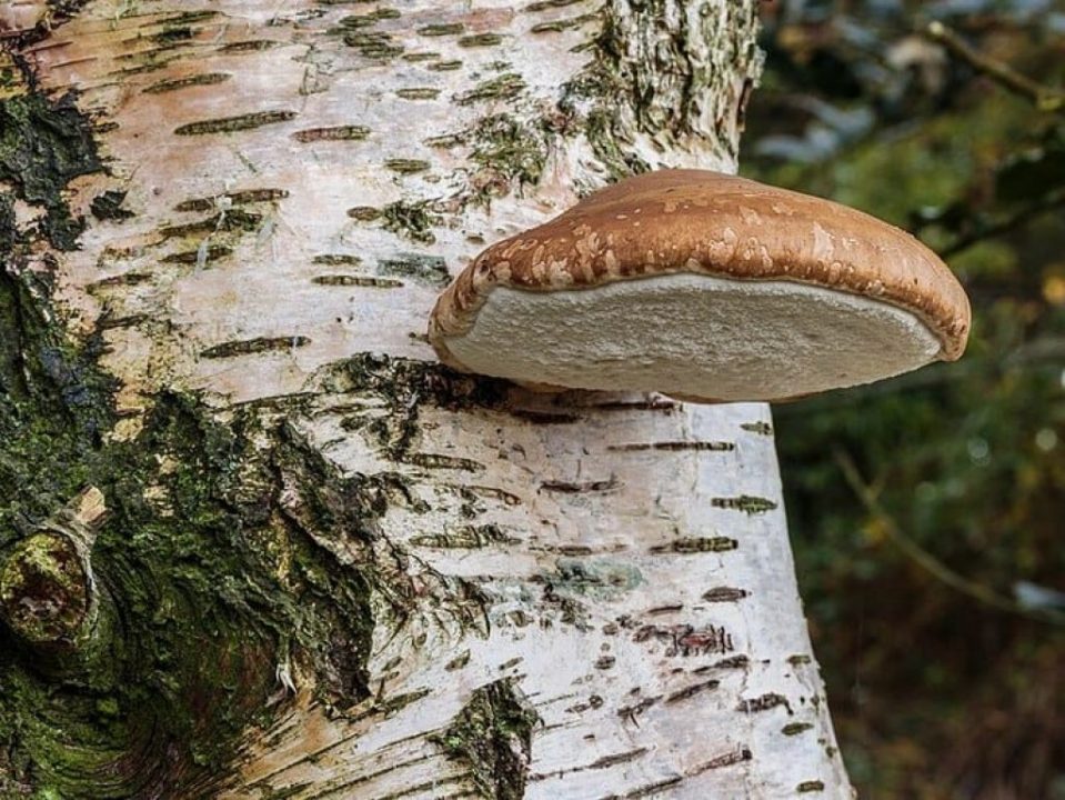 Полезные грибы: виды, состав, действие, применение - Фитогаленика - официальный сайт