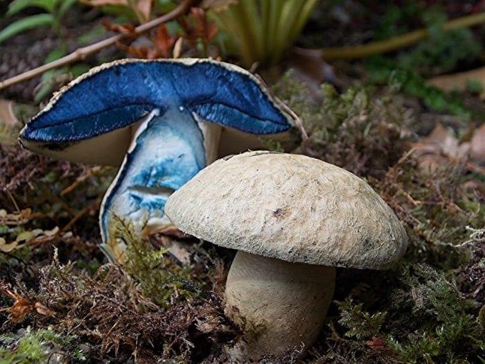 Гиропорус голубой (gyroporus cyanescens) или гиропорус березовый: фото, описание и как приготовить этот гриб
